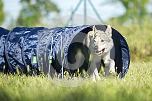 Czechoslovakian Wolfdog comes out of agility dog tunnel