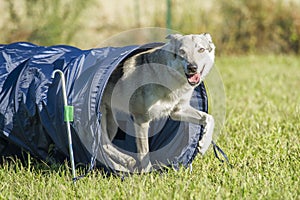 Czechoslovakian Wolfdog comes out of agility dog tunnel