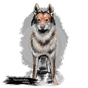 Czechoslovakian Wolfdog, Czechoslovakian Vlcak dog digital art illustration isolated on white background. Slovak Republic origin