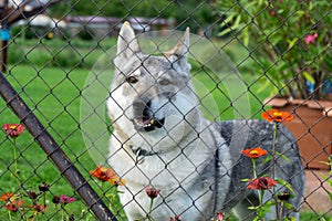 Czechoslovakian wolfdog dog behind the fence.