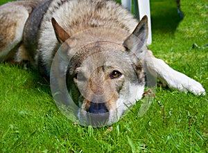 Czechoslovakian wolfdog in the foreground