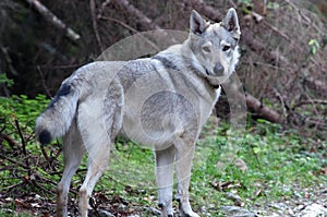 Czechoslovakian Wolfdog