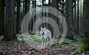 Czechoslovakian wolfdog in the forest
