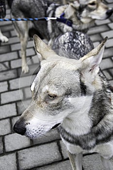 Czechoslovakian Wolfdog headshot