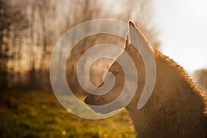 Czechoslovakian Wolfdog