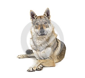 Czechoslovakian Wolfdog looking at the camera, lying in front