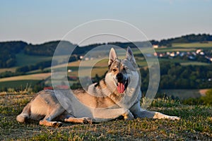 A czechoslovakian wolfdog lying in the grass