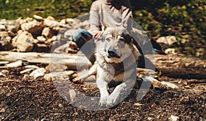 Czechoslovakian wolfdog in nature. wolfhound.