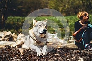 Czechoslovakian wolfdog in nature. wolfhound.