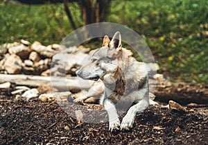 Czechoslovakian wolfdog in nature. wolfhound.