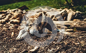 Czechoslovakian wolfdog in nature. wolfhound.