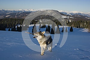 Czechoslovakian wolfdog at Polana mountains
