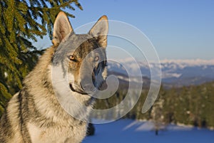 Czechoslovakian wolfdog at Polana mountains