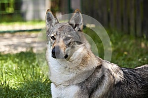 Czechoslovakian Wolfdog Portrait