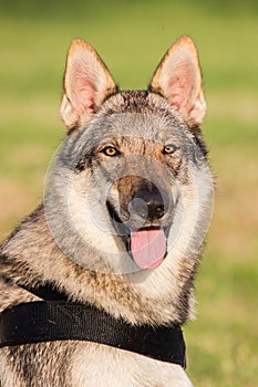 Czechoslovakian Wolfdog Portrait, Italy