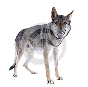 Czechoslovakian Wolfdog