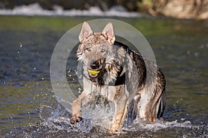 Czechoslovakian Wolfdog retrieving a ball from water