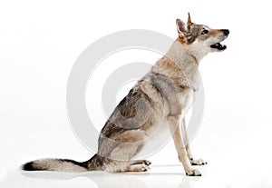 Czechoslovakian wolfdog sitting barking