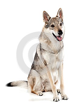 Czechoslovakian wolfdog sitting panting