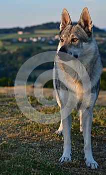 A czechoslovakian wolfdog standing in the grass