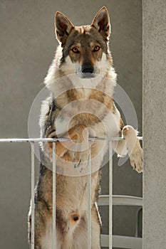 Czechoslovakian wolfdog standing on two legs