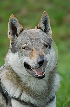 Czeslovakian Wolfdog