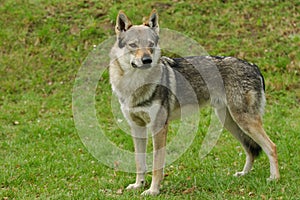 Czeslovakian Wolfdog