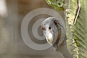 CÃÂ³ndor andino Vultur gryphus en cautiverio photo
