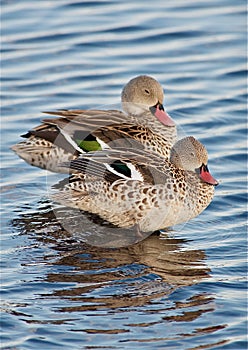 Africa Tanzania Ngorongoro Conservation Area Cape Teals