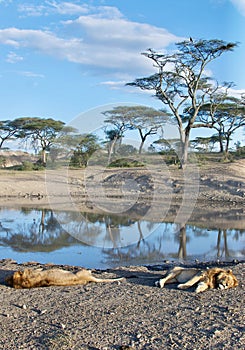 Africa Tanzania Ngorongoro Conservation Area Male Lions Sleeping