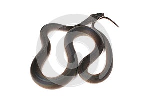 d\'albertis python snake