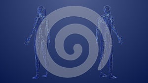 3d Anatomy of male and female lymphatic system