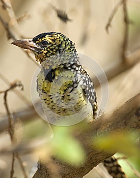 D 'Arnaud-baardvogel, D 'Arnaud's Barbet, Trachyphonus darnaudii