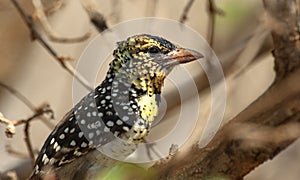 D 'Arnaud-baardvogel, D 'Arnaud's Barbet, Trachyphonus darnaudii