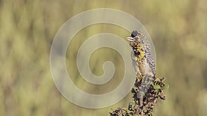 D`Arnaud`s Barbet on Shrubbery