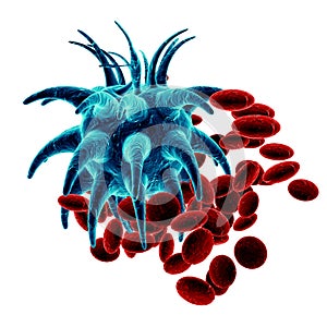 Blue bacteria on red cells