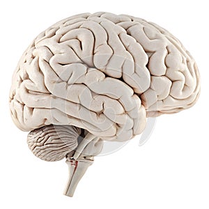 3D brain isolated on white background