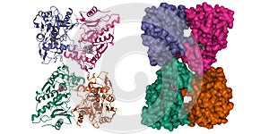 Structure of streptococcal pyrogenic exotoxin B SpeB tetramer with inhibitor (grey) photo
