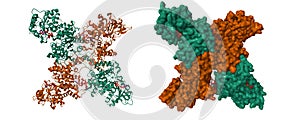 Crystal structure of human mitochondrial NAD(P)(+)-dependent malic enzyme photo