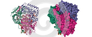 Lactate dehydrogenase complexed with NADH photo