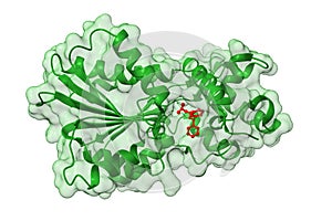 Histamine methyltransferase complexed with the antihistamine drug diphenhydramine (red). photo