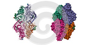 Structure of human beta-glucuronidase photo