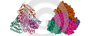 Structure of the human pyruvate dehydrogenase tetramer photo