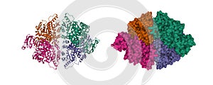 Structure of the human erythrocyte pyruvate kinase tetramer photo
