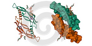Crystal structure of vascular endothelial growth factor D