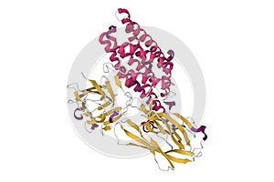 Crystal structure of Bacillus thuringiensis insecticidal crystal protein Cry7Ca1