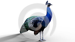 3d/ CGI Peacock render photo