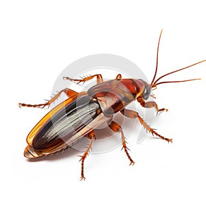 3d Cockroach On White Background - Glazed Surfaces And Precisionist Lines photo