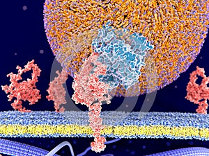 LDL particle binding to the LDL-receptor
