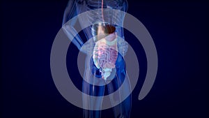 3D concept design of a digestive system